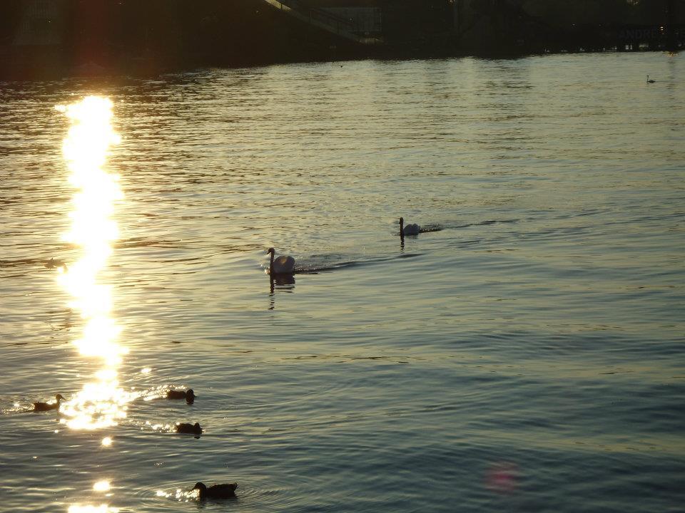 bregenz birds