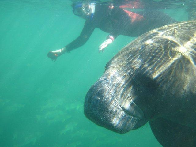 swimming with the manatees crystal river florida