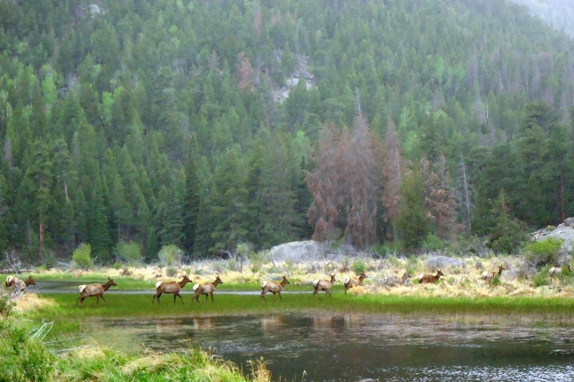 cub lake rocky mountain national park rmnp colorado