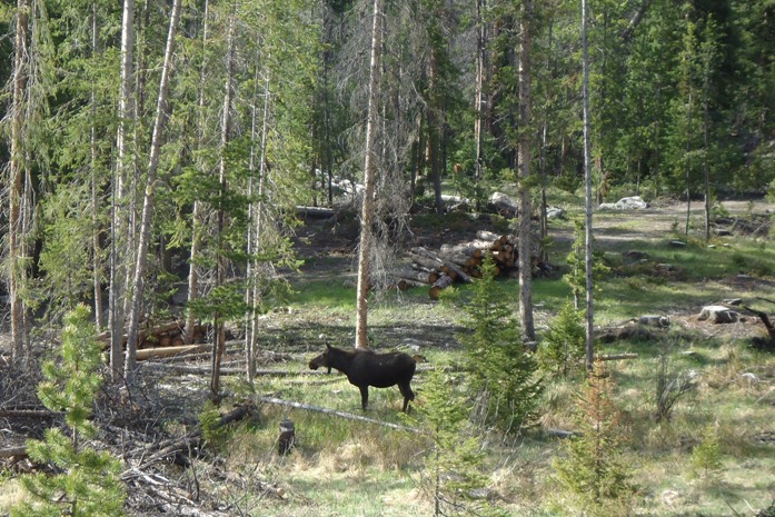 moose rocky mountain national park rmnp colorado