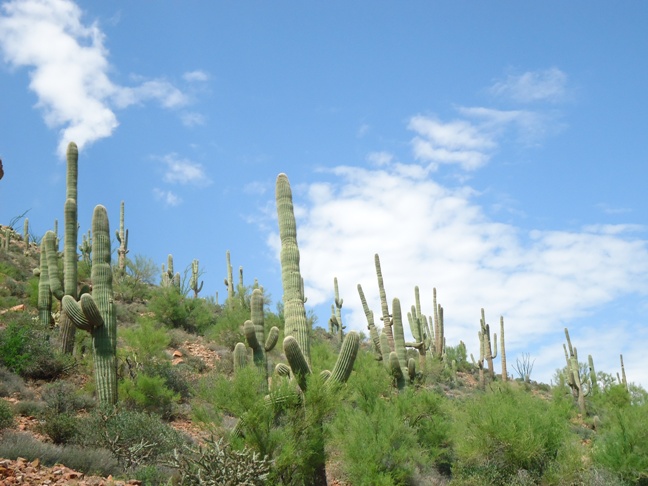 apache trail cactus