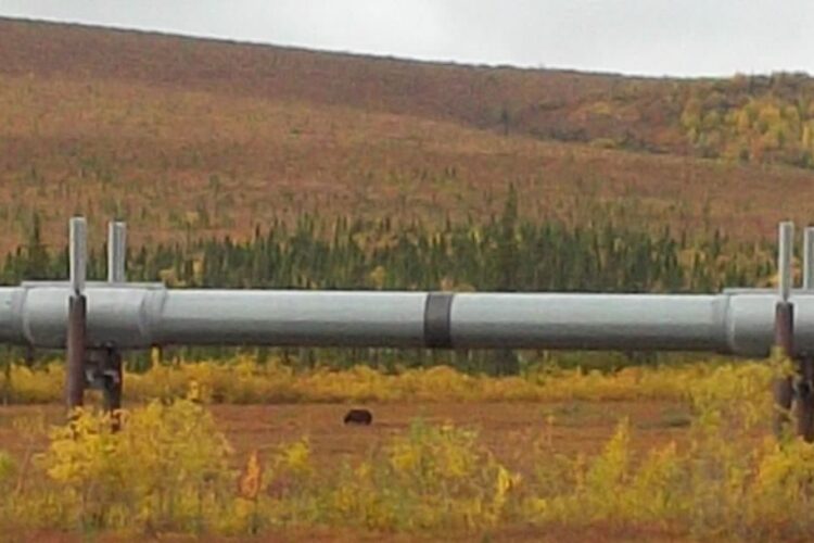 grizzly bear under the pipeline