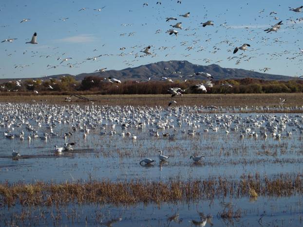 bosque del apache wildlife refuge