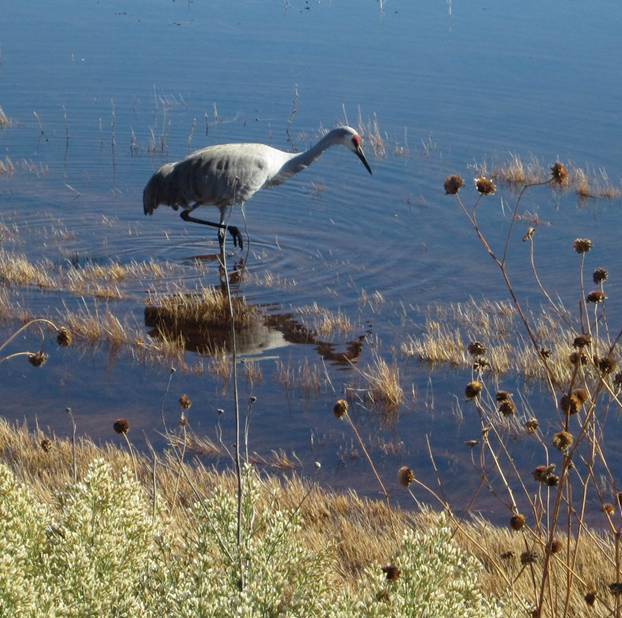 bosque del apache wildlife refuge