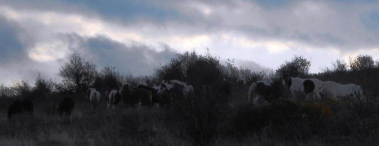 best hikes in virginia grayson highland ponies