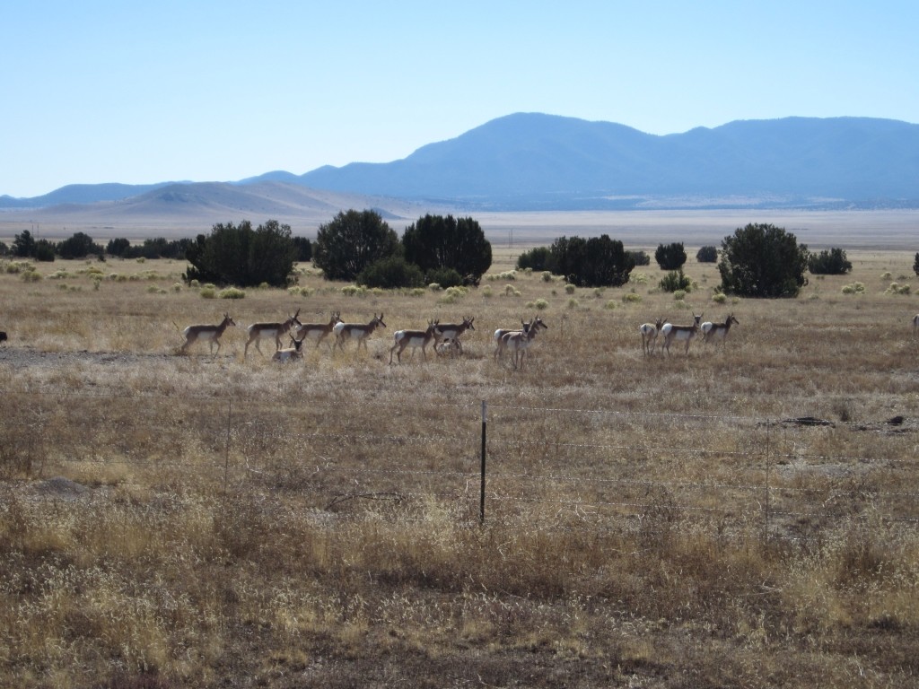 pronghorn new mexico