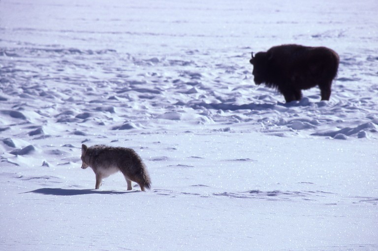 yellowstone