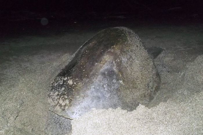 turtle laying eggs at night