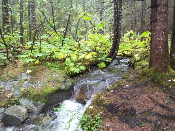 west glacier loop trail mendenhall glacier juneau alaska | glacier trekking juneau