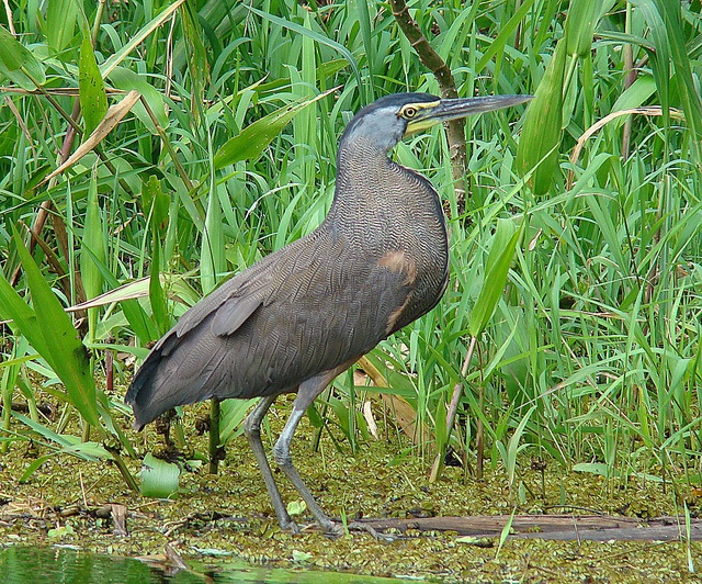 A bare-throated tiger heron in Los Guatuzos -- Photo by Dick Culbert