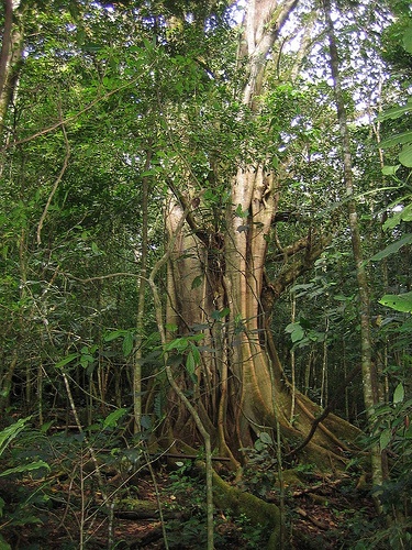 Selva Negra, near Matagalpa -- Photo by brandonpdx