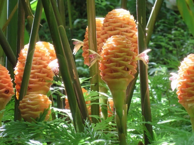 blog hawaii tropical botanic garden | the big island hawaii