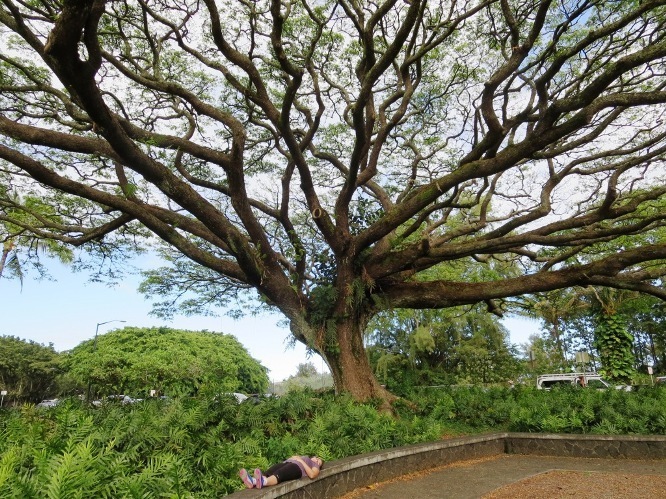 banyan tree | the big island hawaii