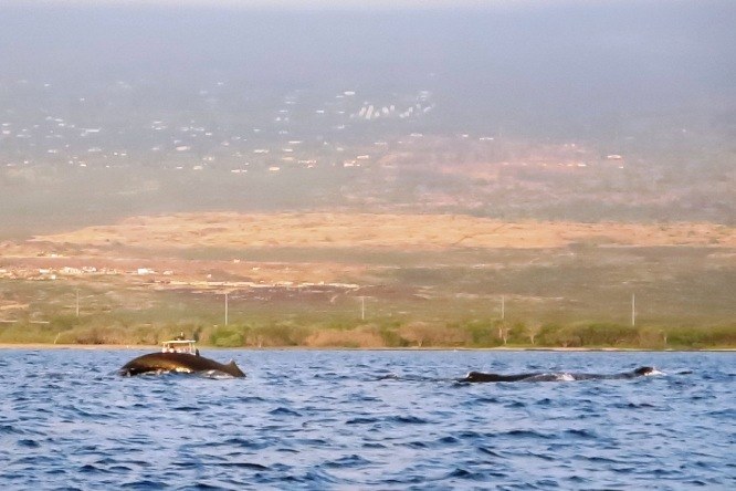 Humpback whales in Hawaii