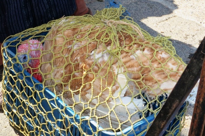 chichicastenango animal market 2