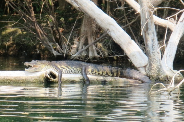 This guy measured about 10 feet long!