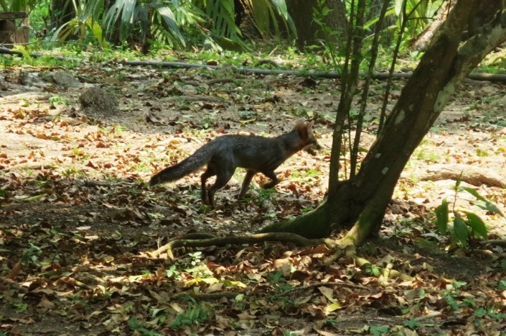 fox estacion biologica las guacamayas guatemala