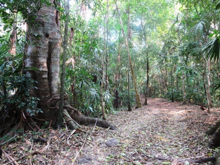 las guacamayas trail
