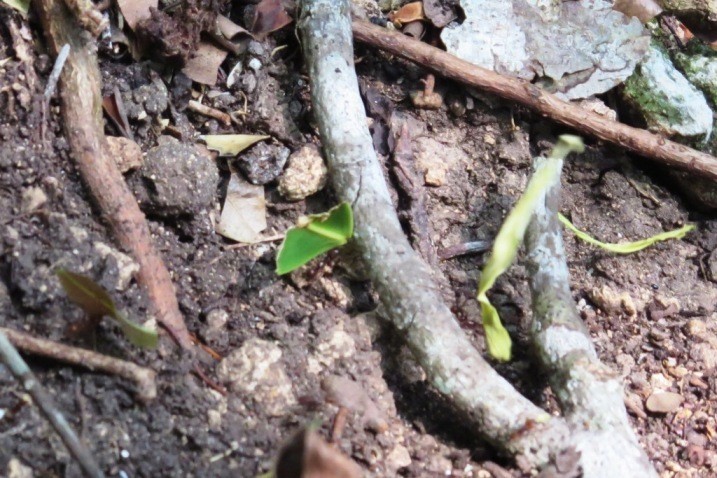 Leafcutter ants hard at work