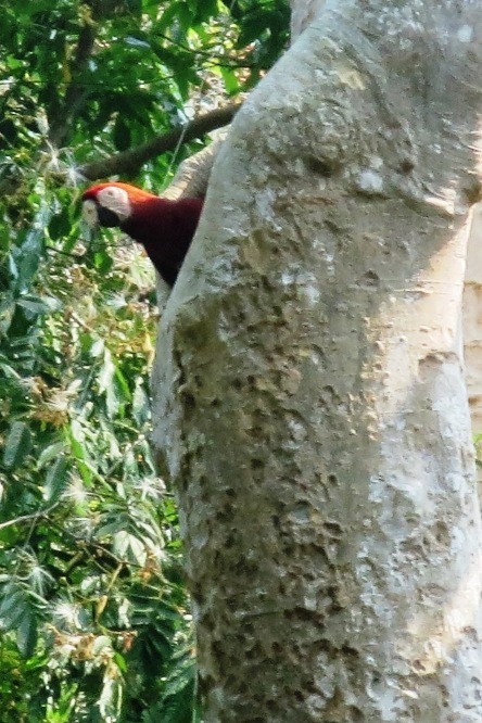 macaw 1 las guacamayas guatemala