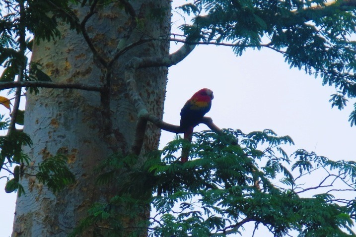 macaw 2 las guacamayas guatemala