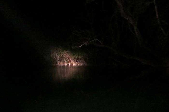 Heading out at night on a quest to find nocturnal animals on the riverbank