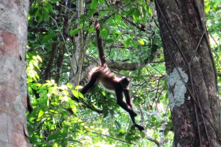 One spider monkey who wasn't happy we were in his territory.