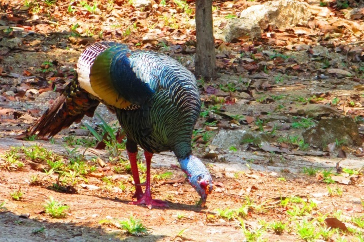 turkey las guacamayas guatemala