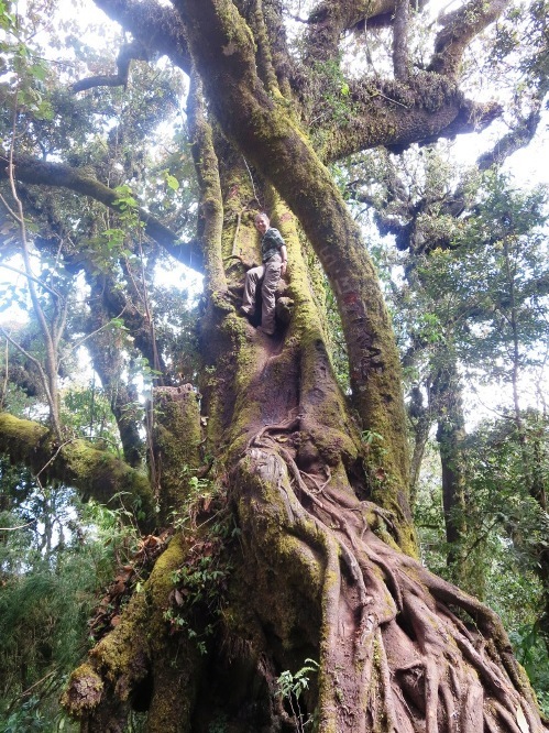 Taking a break to climb a tree!