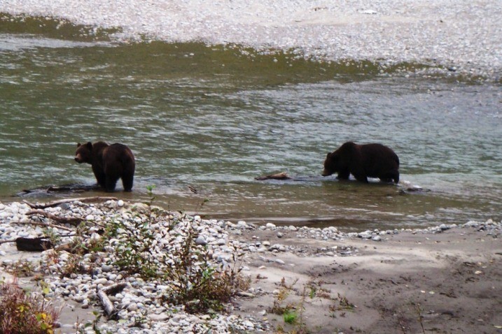 The first of many bears I've seen in Alaska