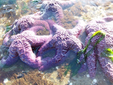stanley park starfish vancouver