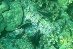 underwater snorkeling big island