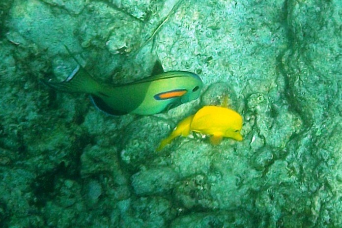 fish in honaunau bay kona hawaii