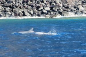 spinner dolphins at surface of kealakekua bay