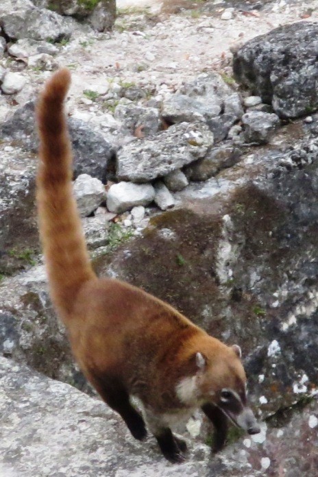 So much wildlife in Tikal Guatemala