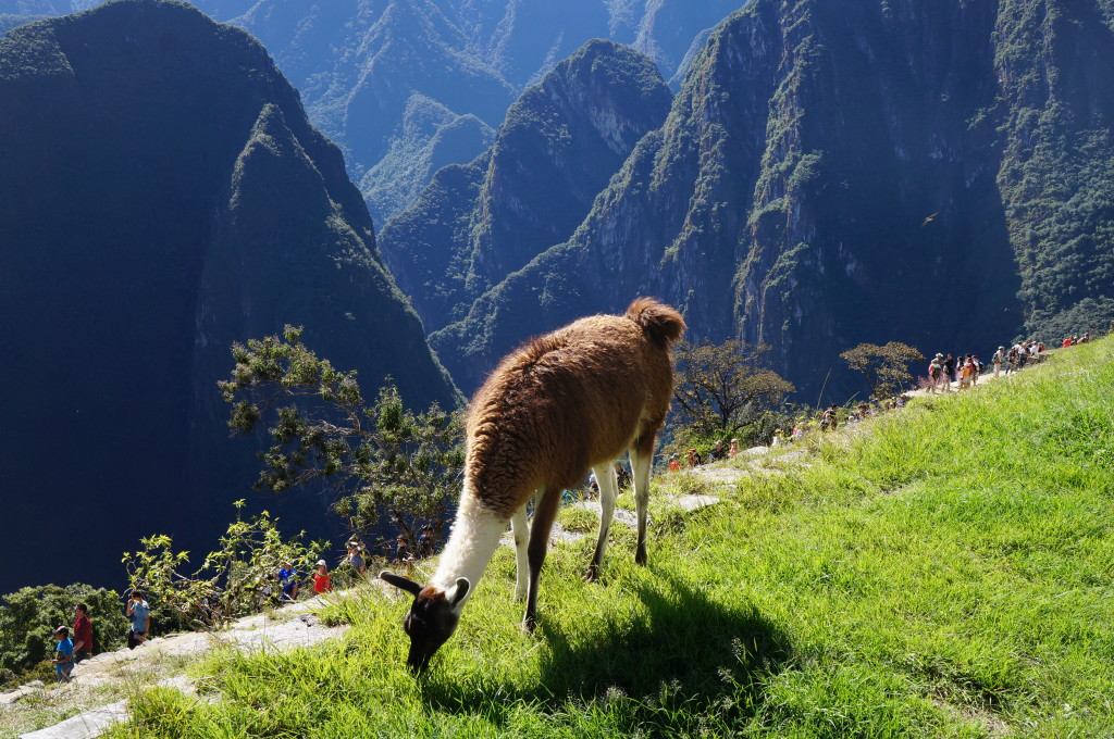 machu picchu alpaca 1