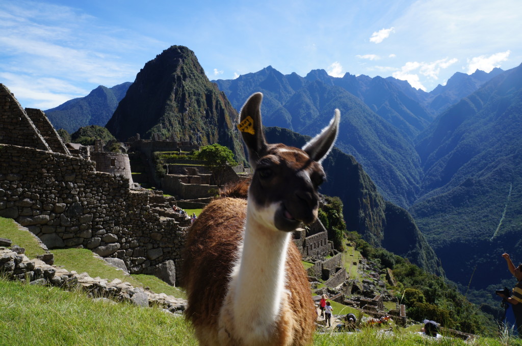 Machu Picchu Peru Alpaca