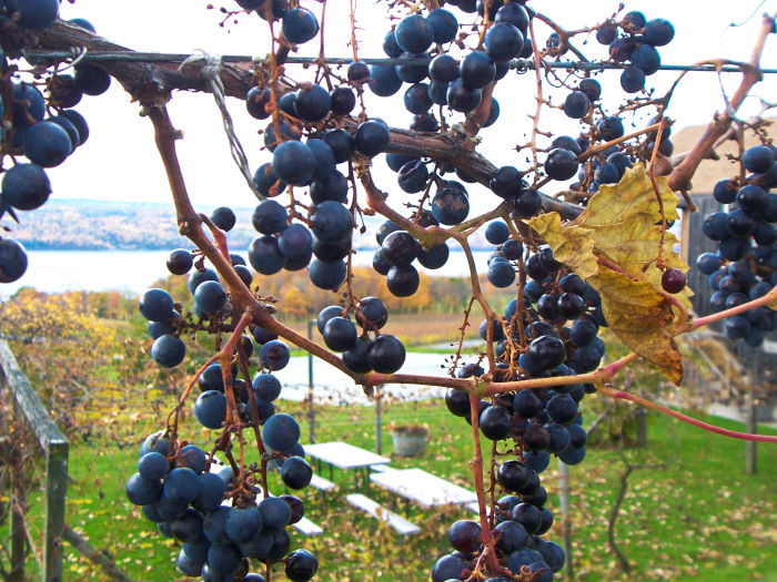 grape vine finger lakes