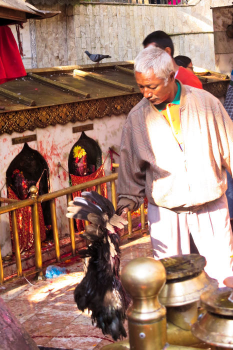 dakshinkali chicken sacrifice kathmandu