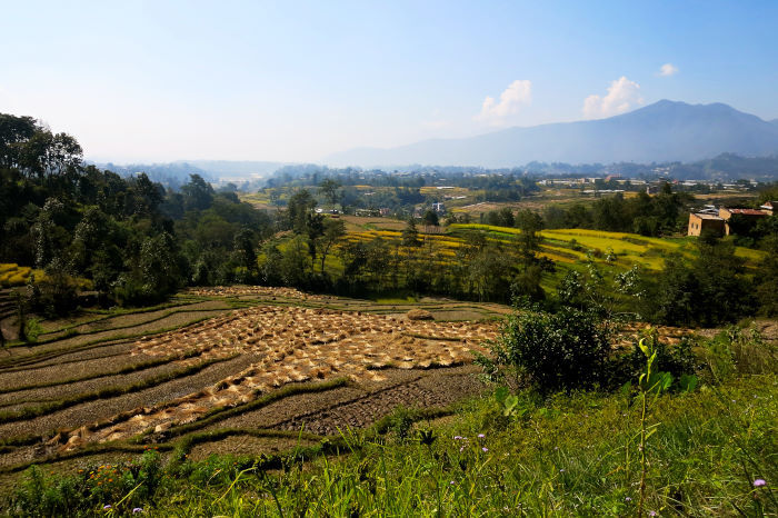 Kathmandu rice paddies