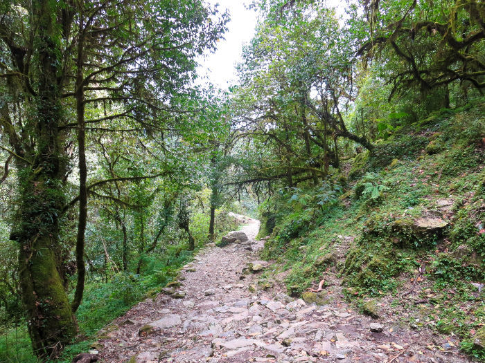 trail on the scenery on the ghorepani poon hill trek