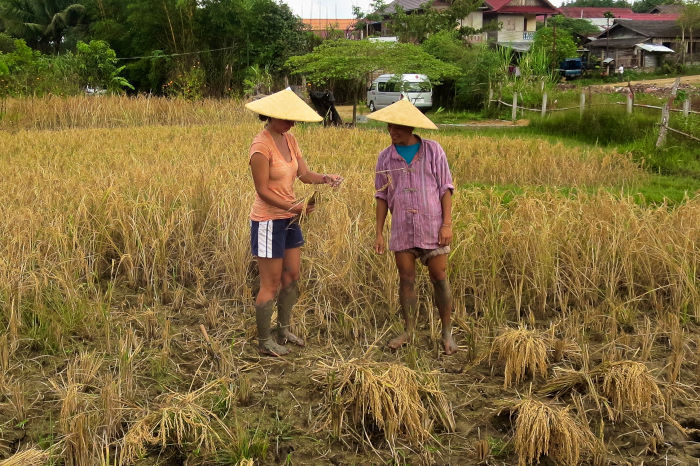 rice experience living land rice farm luang prabang laos-1-02