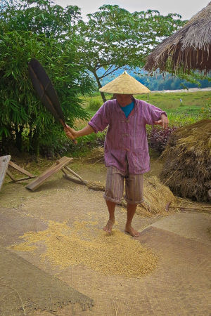 rice experience living land rice farm luang prabang laos-1-03