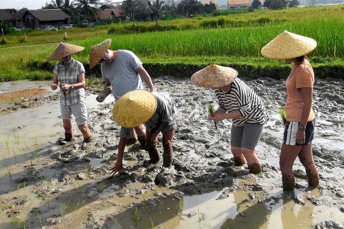 rice experience living land rice farm luang prabang laos-1