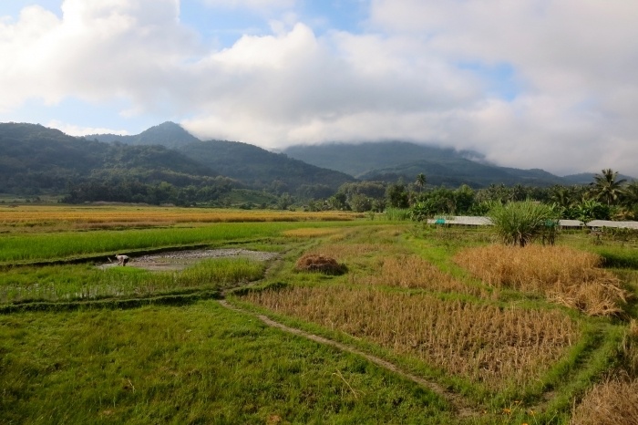 rice field living land farm luang prabang laos