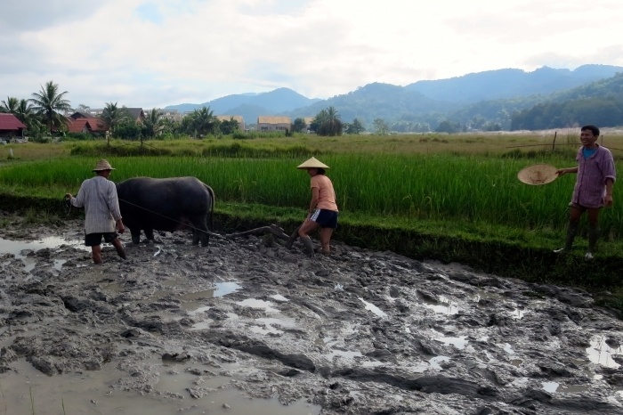 ploughing rice field luang prabang laos