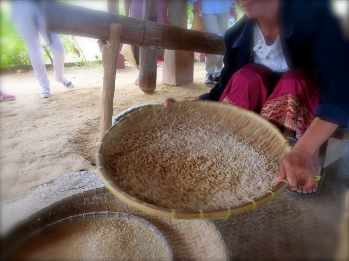 the rice experience living land farm luang prabang laos