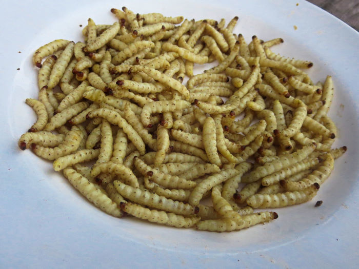 vang vieng challenge maggots