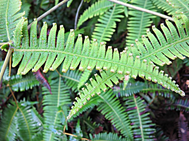 big island hawaii ferns