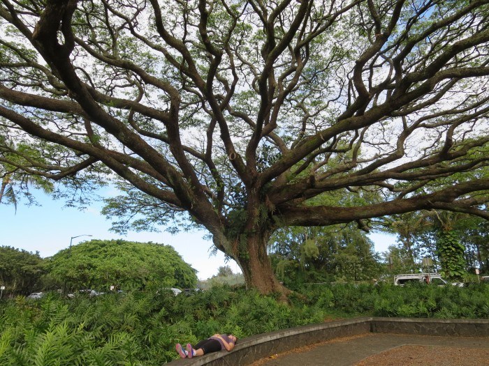 banyan tree hilo hawaii big island